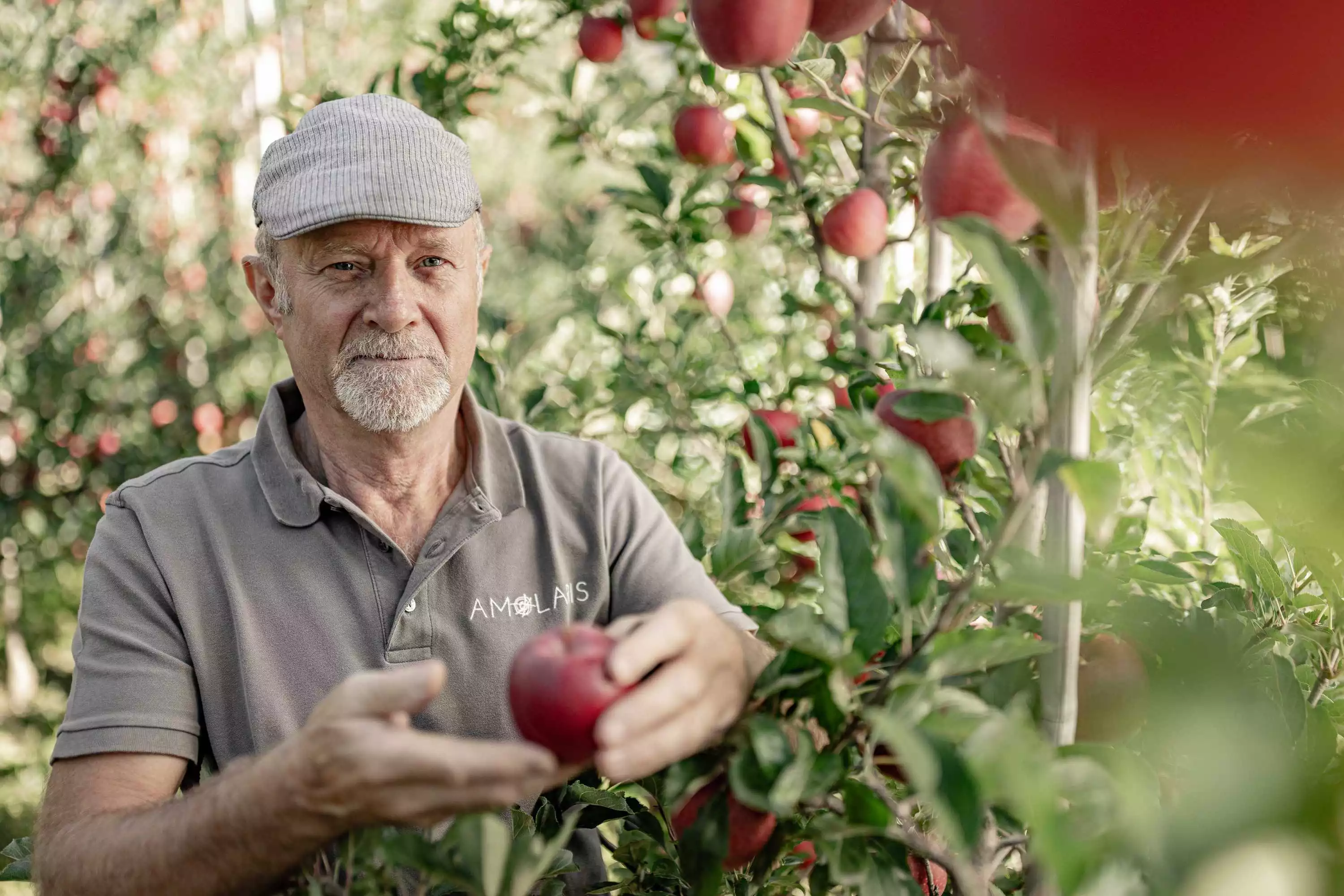 Chalets im Apfelgarten Südtirol Amolaris Lodges