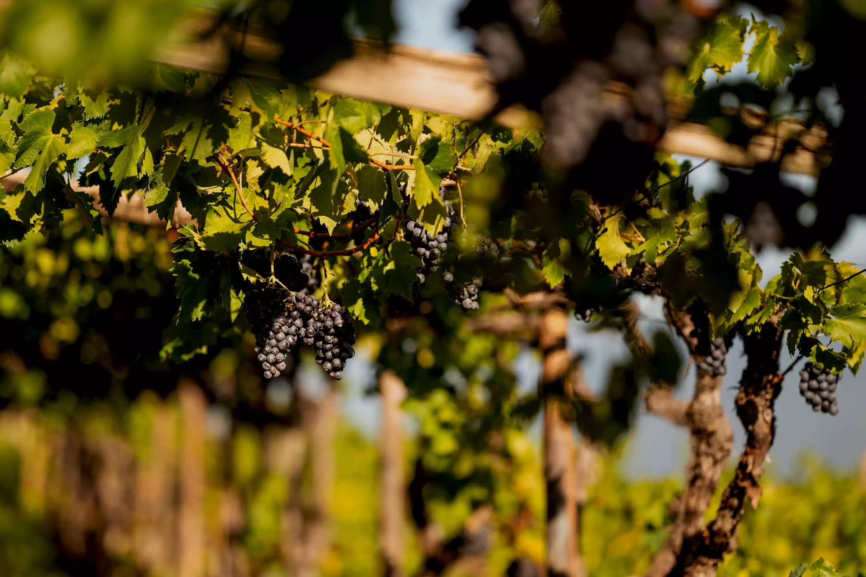 Urlaub in Südtirol Vinschgau Amolaris
