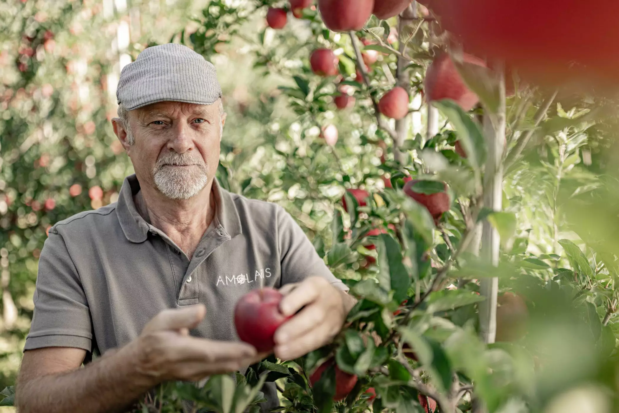 Chalets im Apfelgarten Südtirol Amolaris Lodges