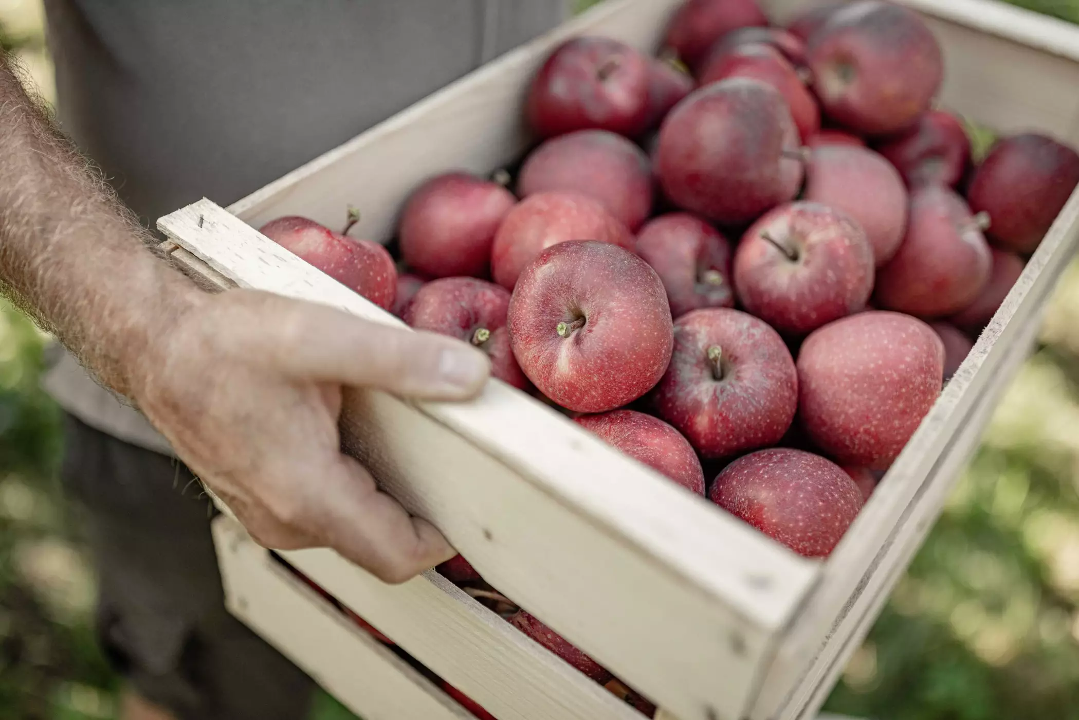 Chalets im Apfelgarten Südtirol Amolaris Lodges