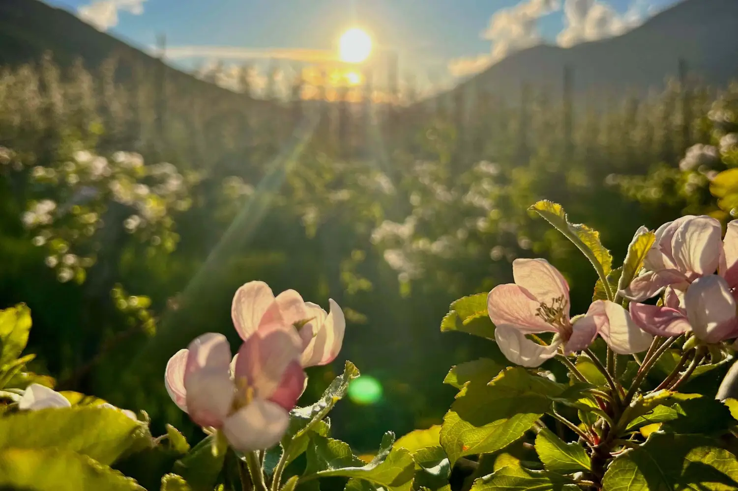 Urlaub in Südtirol Amolaris Chalets Suiten Vinschgau